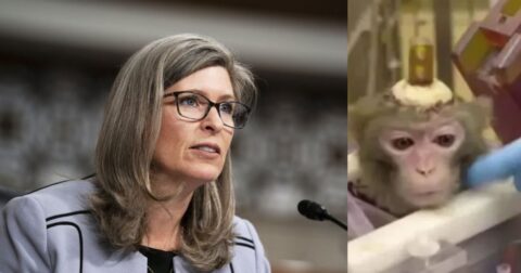 Sen. Joni Ernst and White Coat Waste Hammer Pentagon-Funded Labs for Hiding Spending on Octopus Hypnosis, Monkey Mind-Reading, and Mouse mRNA Tests in Violation of Federal Law
