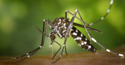 Google Reportedly Planning to Release TENS OF MILLIONS of Mosquitoes into Two States to “Stop” Spread of Several Dangerous Diseases