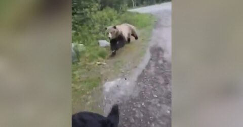 SHOCK VIDEO: Terrifying Footage Shows Grisly Bear Charging at Canadian Woman Walking Her Dog