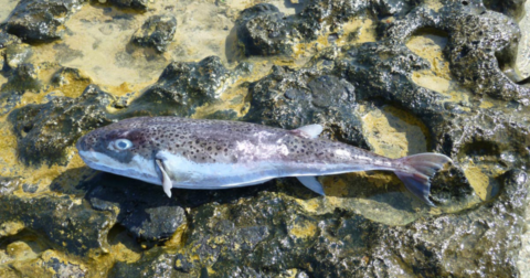 PUFFER MENACE: Terrifying Invasive Species Silver-Cheeked Toadfish Is Spreading Throughout the Mediterranean With Its Toxic Flesh and Crushing Bite