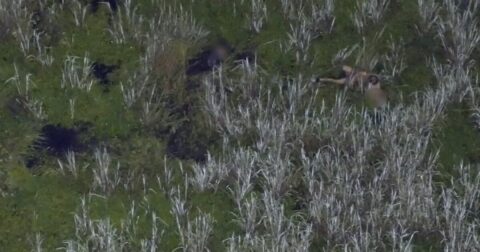 WATCH: Police Bodycamera and Drone Footage Shows Arrest of Florida Man Who Drops Kids in Gator Infested Swamp During DUI Arrest